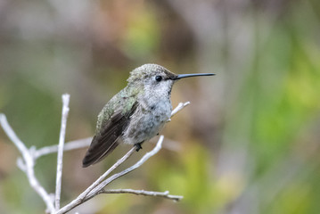 Cute Anna's Hummingbird perched on branch while looking to the right into the forrest.