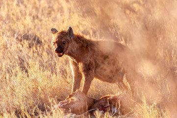 Closeup of a spotted hyena -Crocuta crocuta- carrying around, and eating from an Atelope, just...