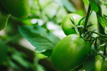 Fresh ripe green tomatoes on a branch grow in a greenhouse