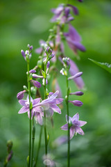 夏の花