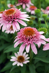 Vertical closeup of the coneflower cultivar 'Butterfly Kisses' (Echinacea 'Butterfly Kisses')