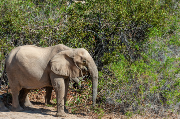 Fototapeta premium One adult Desert Elephant -Loxodonta Africana- browsing along the Honaib River in North-Western Namibia.