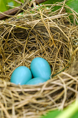 Vertical image of the blue eggs of an American robin (Turdus migratorius) in a nest