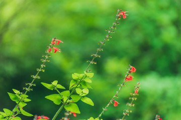 red salvia flowers in the garden