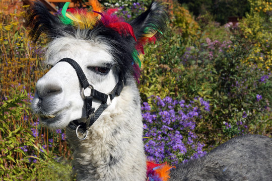 Horizontal image of a gray alpaca decorated with colorful feathers in a flowery garden, with room for copy
