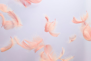 舞い上がるフェザー