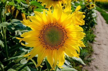 Small sunflower close-up next to the road. Ripening of a sunflower in ribbon time.