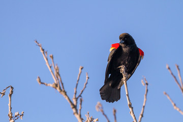 red-winged blackbird