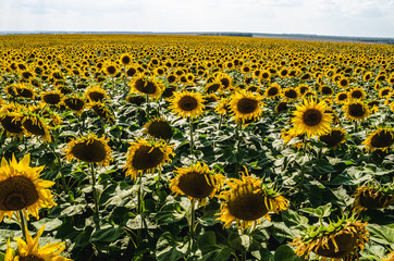 Obraz premium Growing sunflower on plantations. Sunflowers grow on the field.