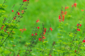 red salvia flowers in the garden