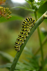 Vertical image of a larva (caterpillar) of black swallowtail butterfly (Papilio polyxenes) on a stem of dill