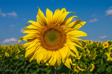 Sunflower close-up against dark blue sky. Sunflowers field with blurry background