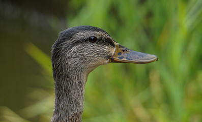 tête de canard