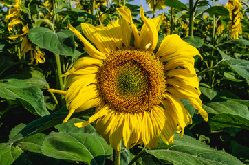 Obraz premium Sunflower close-up top view. Sunflower surrounded by green leaves.