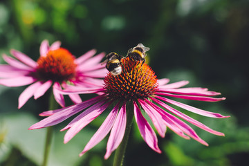 Two bumblebees pollinate Echinacea purpurea flowers in the garden. Selective focus