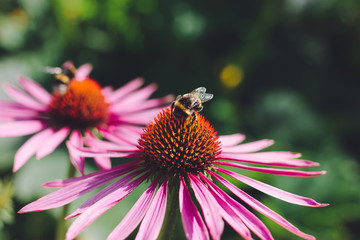 Two bumblebees pollinate Echinacea purpurea flowers in the garden. Selective focus