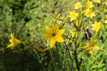 lily flowers closeup