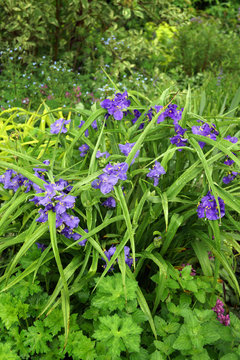 Vertical image of a clump of 'Zwanenburg Blue' spiderwort (Tradescantia x andersoniana 'Zwanenburg Blue') in full flower in a shade-garden setting