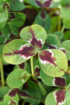 Vertical image of the colorful foliage (leaves) of 'Limerick Jessica' white clover (Trifolium 'Limerick Jessica')