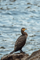 Great Cormorant or Phalacrocorax Carbo, from Australia posing standing on a rock, with its bright feathers and the blue sea in the background.
