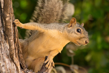 Squirrel