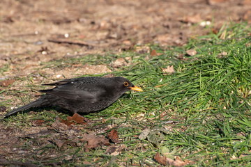 Amsel