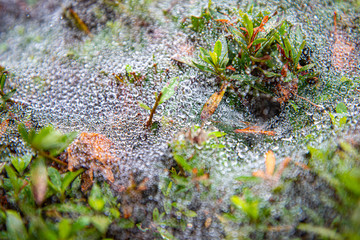 水玉と蜘蛛の巣