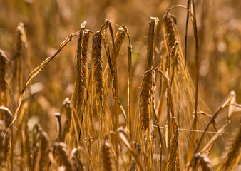 Detail of the barley grain ears with seeds