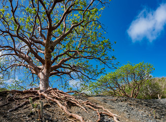 Fototapeta premium Walking in the Mundi of Curacao