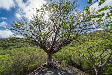 Obraz premium Walking in the Mundi of Curacao