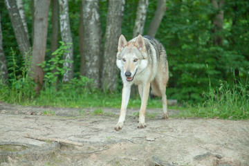Russian wolfdog walking and playing in nature in the forest