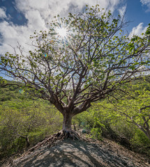 Obraz premium Walking in the Mundi of Curacao