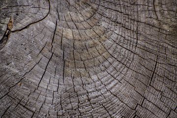 Fototapeta premium A detail of an old tree rings in the wood