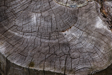 Fototapeta premium A detail of an old tree rings in the wood