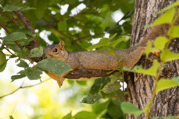 Squirrel