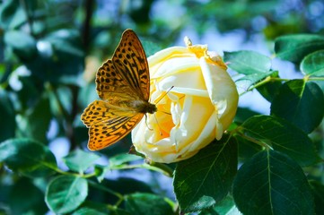 Bezaubernder Schmetterling