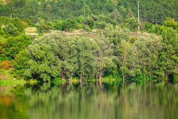 green nature reflection in the lake water 
