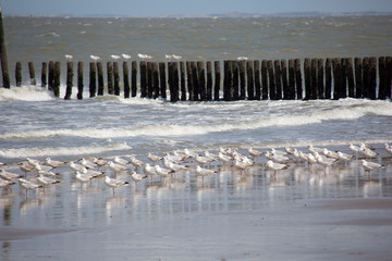 K&uuml;stenschutz durch h&ouml;lzerne Buhnen am Sandstrand
