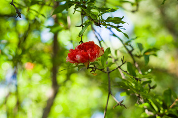 Obraz premium Camellia branch with red flower