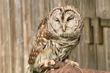 Barred Owl