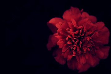 Interesting beautiful flowers in the garden