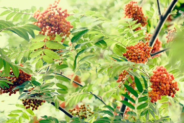 clusters of mountain ash in bright sunlight. the background.