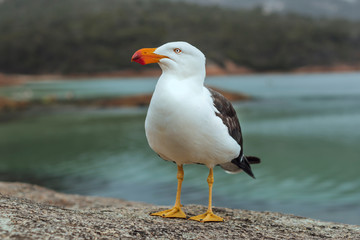 Pacific seagull or Tasmanian seagull, close up, walking on rock covered with black shells. Foreground with the sea in the background. They look amazing. Australia.