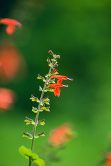 Close-up of red salvia flowers in the garden