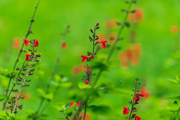 Close-up of red salvia flowers in the garden