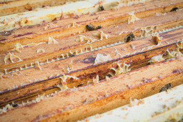 Close up view of the opened hive body showing the frames