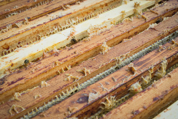Close up view of the opened hive body showing the frames