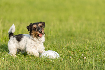 Small cute tricolor Jack Russell Terrier is standing at a bullet and is waiting. Sporty obedient...