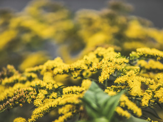 Flowers close-up, for a festive mood.