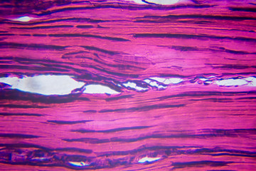 tendon tissue under microscope